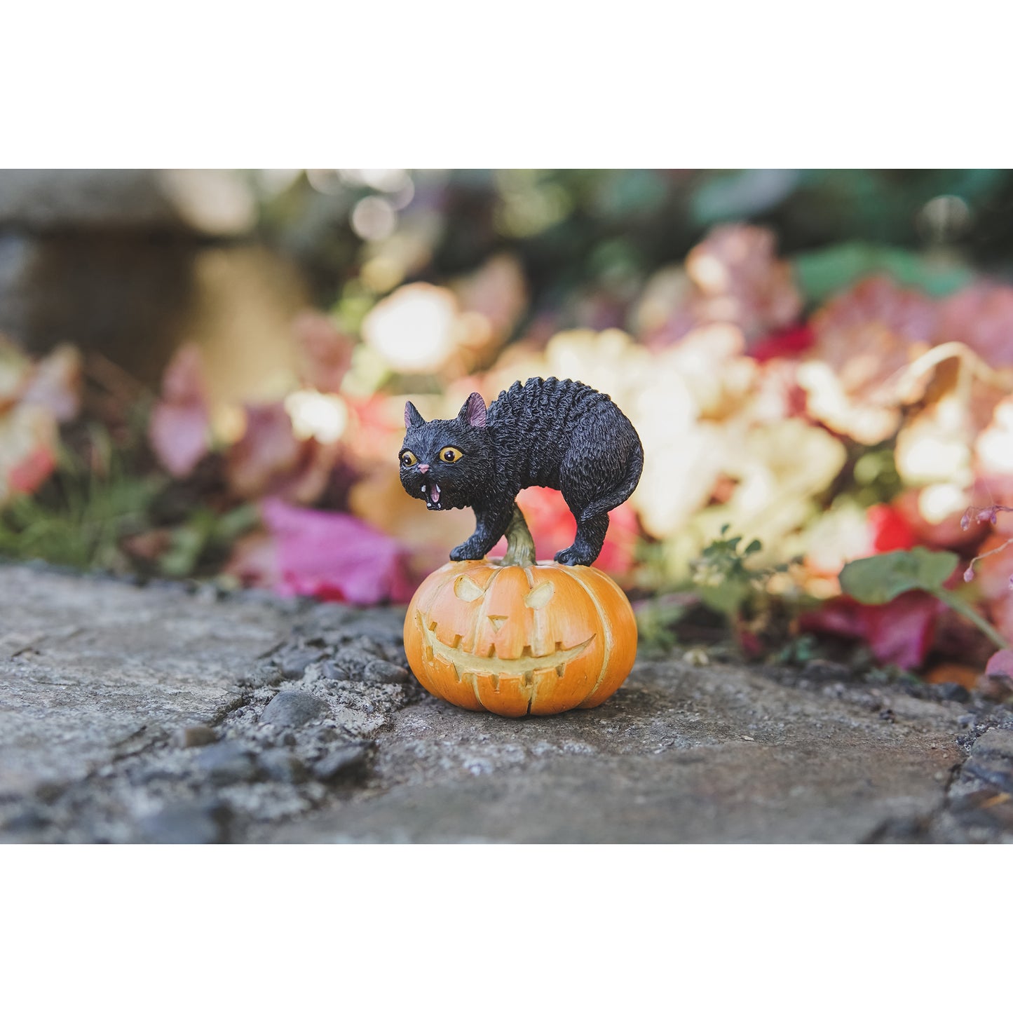 Miniature Black Cat on Jack-O-Lantern