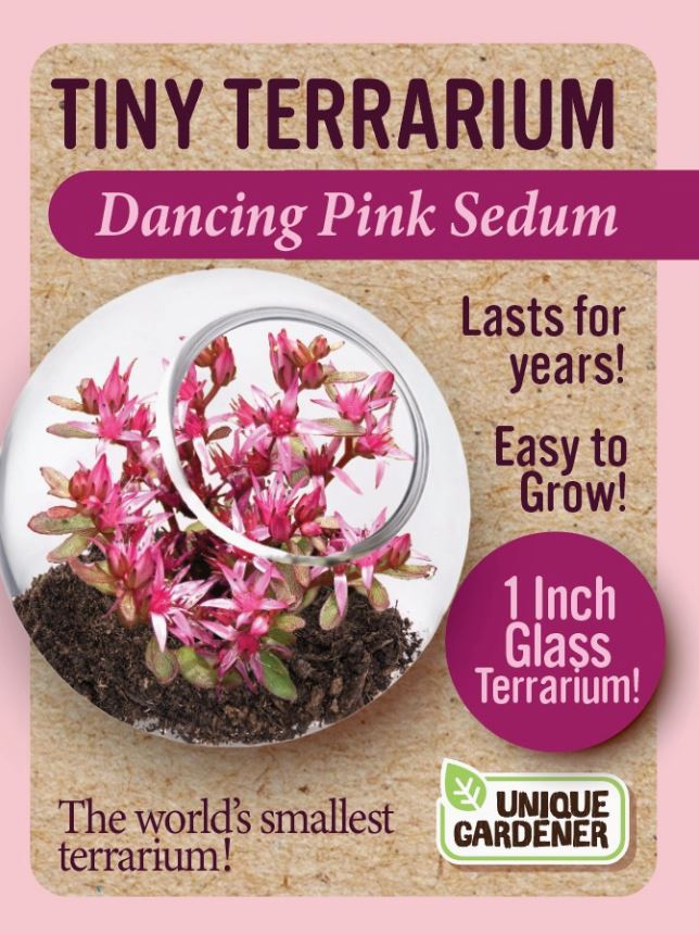 Sedum Tiny Terrarium