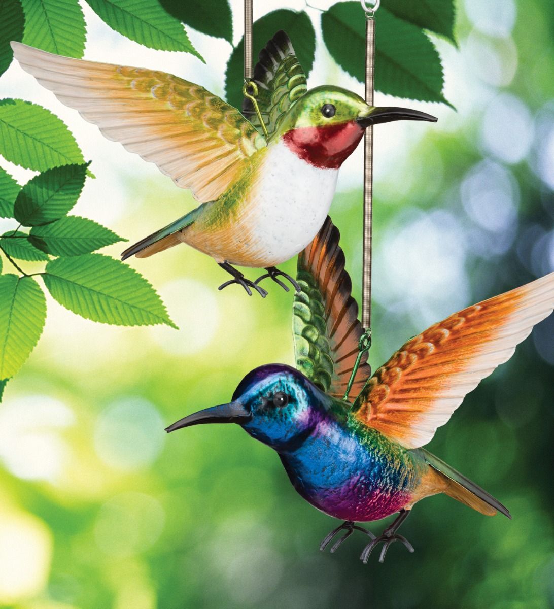 Coronet & Ruby Hummingbird Bouncie