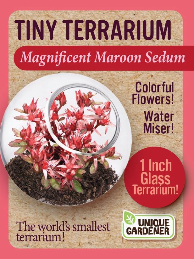 Sedum Tiny Terrarium