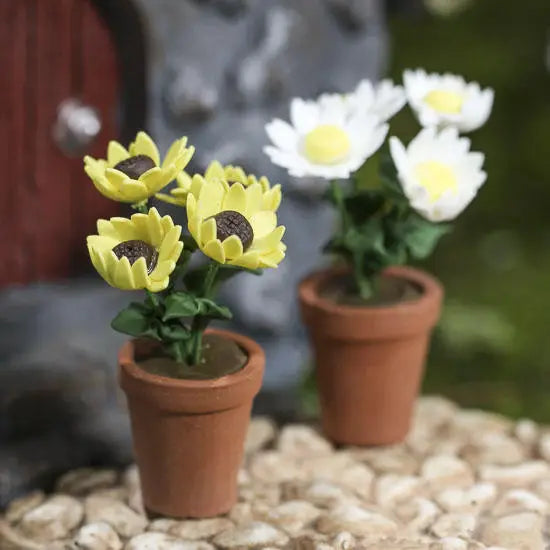 Miniature Potted Daisy