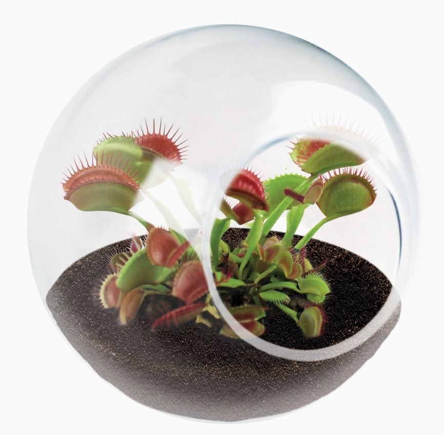 Carnivorous Tiny Terrarium