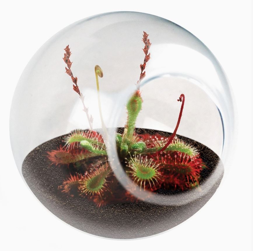 Carnivorous Tiny Terrarium