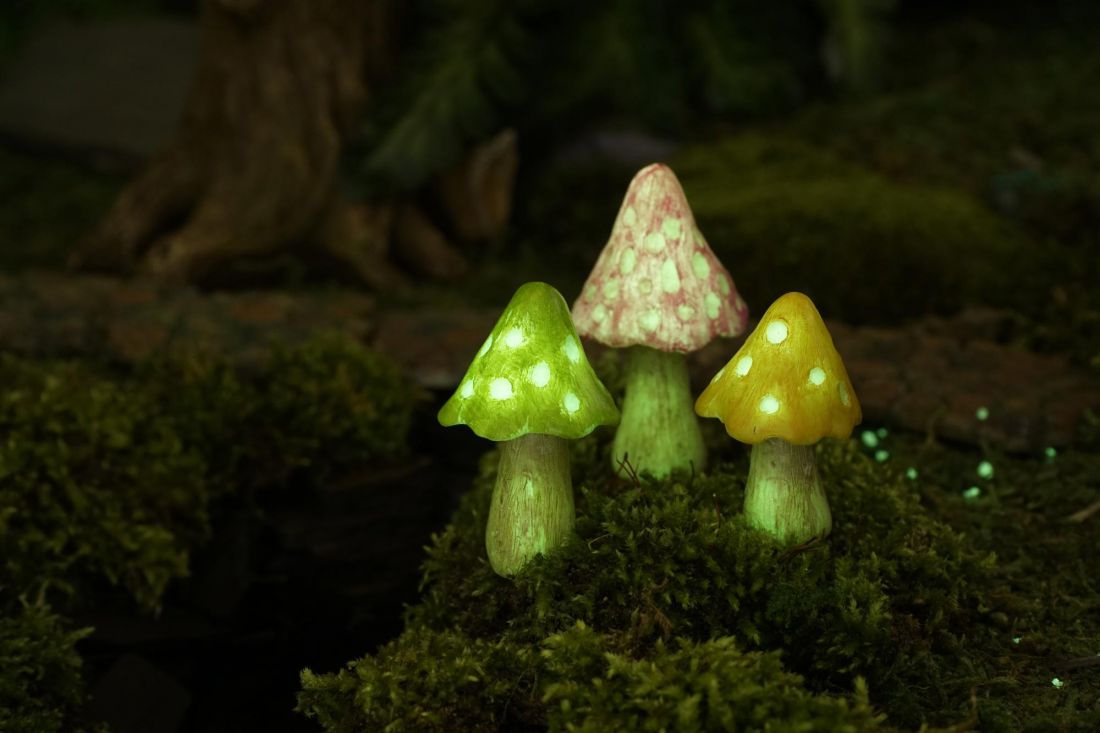 Glow Mushrooms