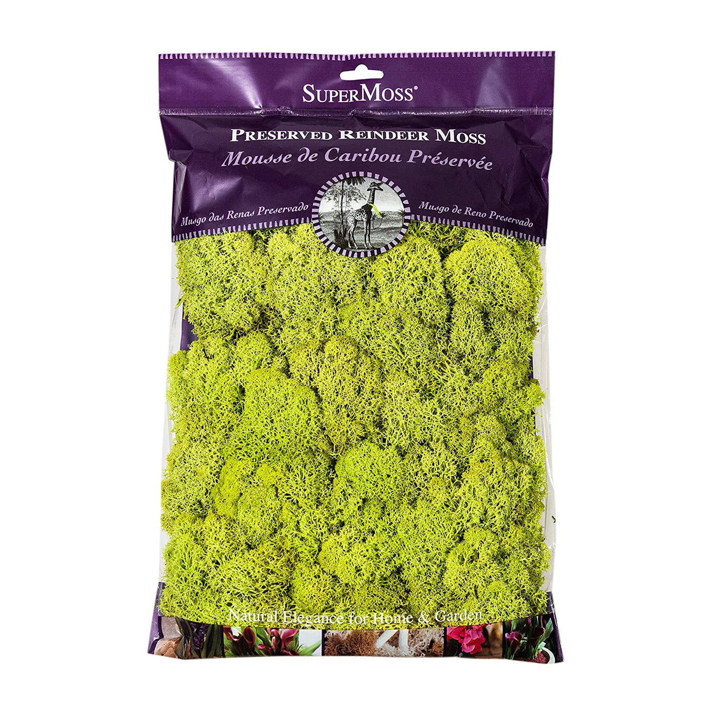 Chartreuse Reindeer Moss