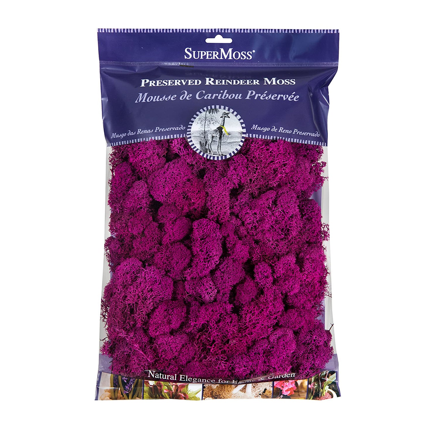 Fuchsia Reindeer Moss