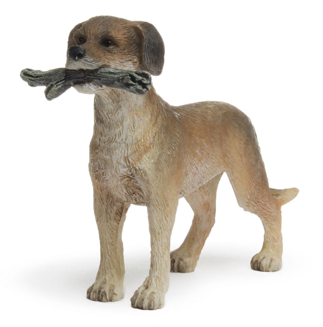 Dog Ready to Fetch