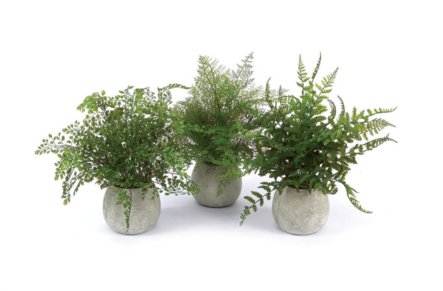 Potted Ferns (Set of 3)