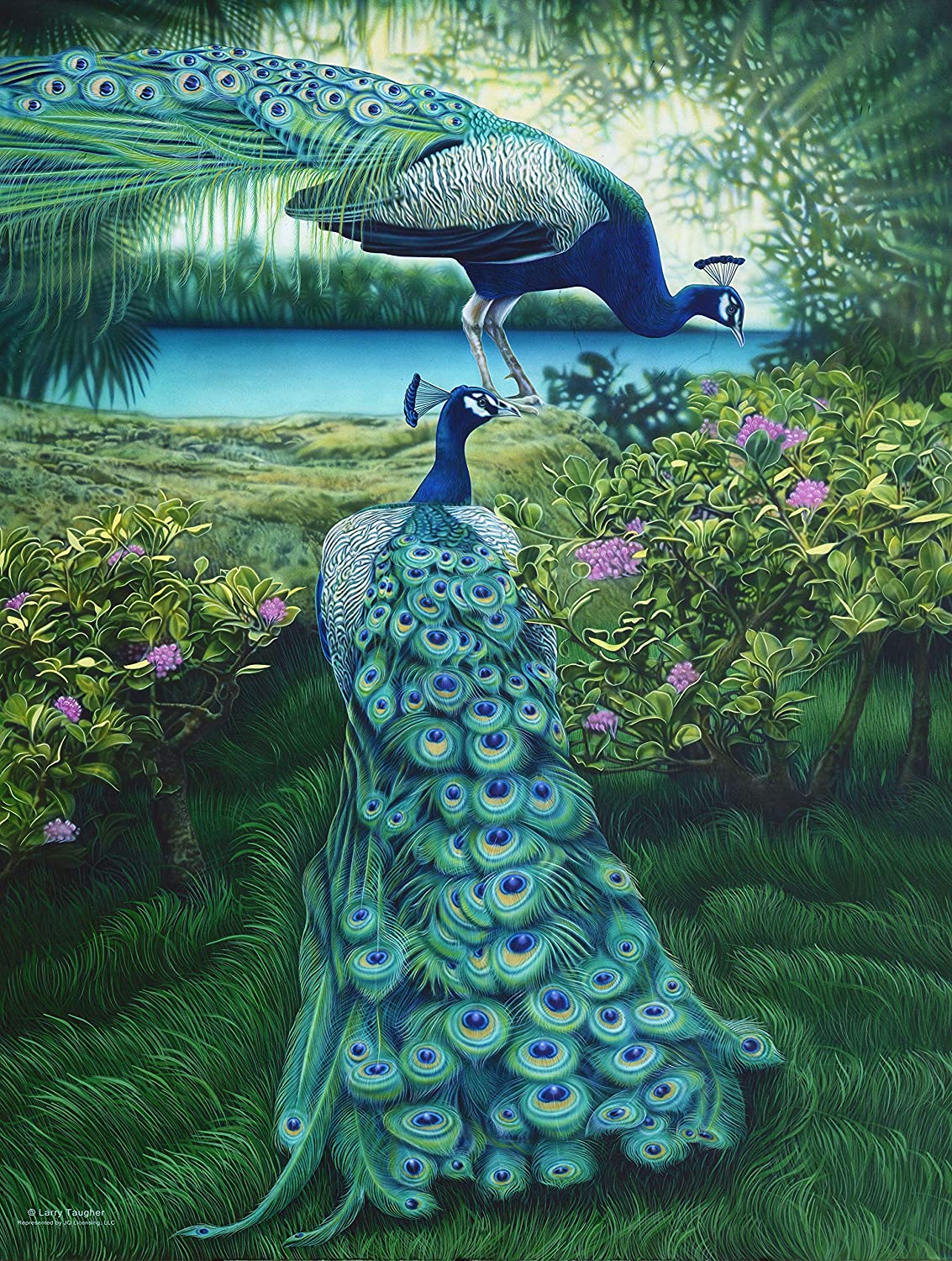 A Pair of Peacocks Puzzle - 500 pc