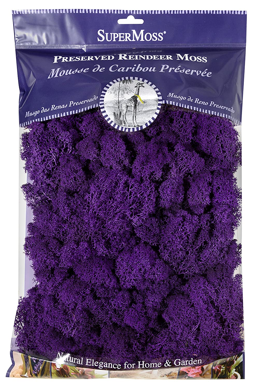 Purple Reindeer Moss