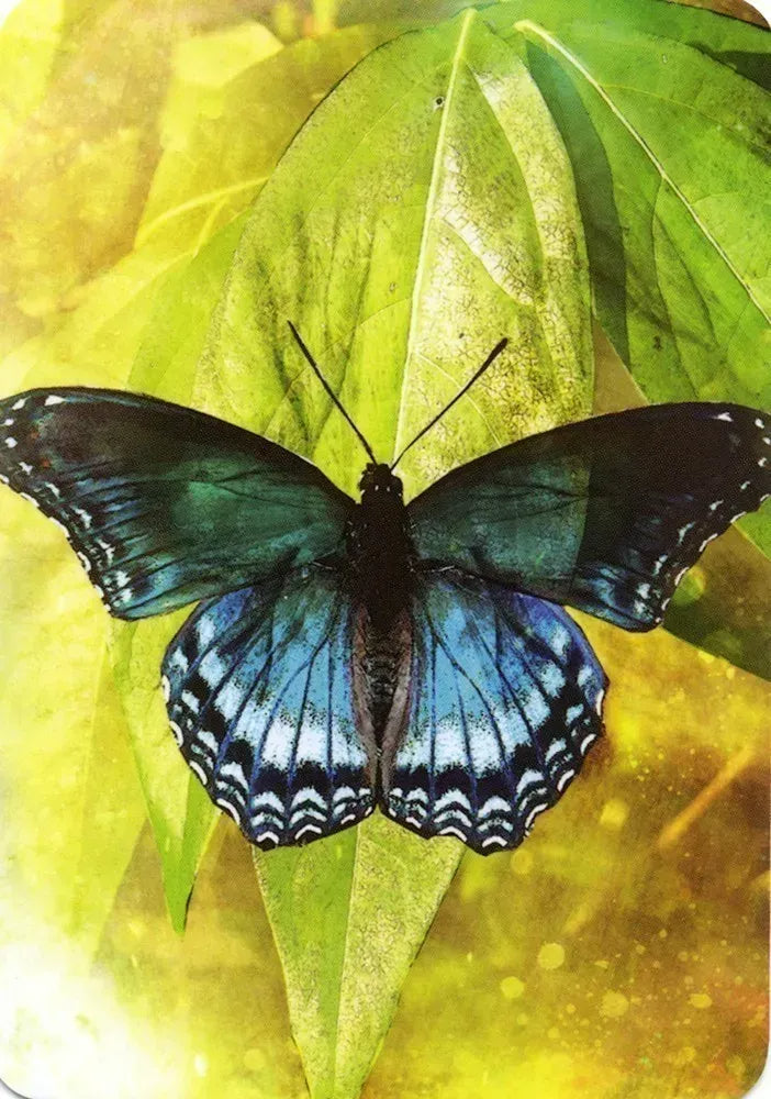 Butterfly Affirmations Oracle Cards