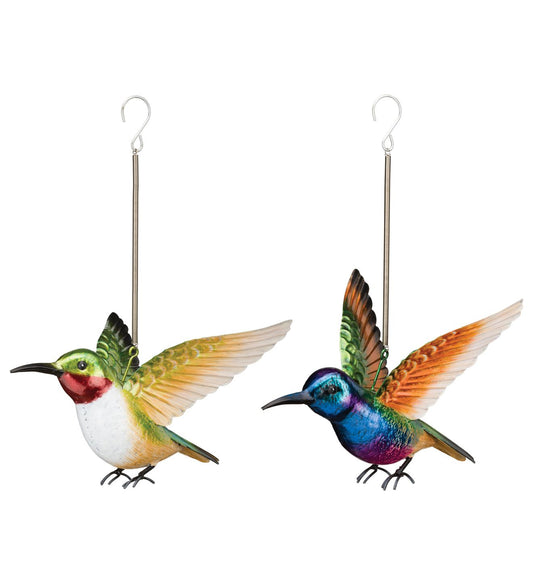 Coronet & Ruby Hummingbird Bouncie
