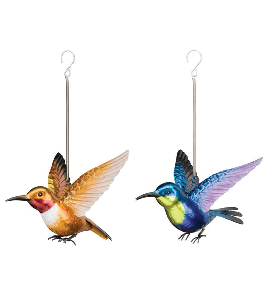 Rufous & Woodnymph Hummingbird Bouncie