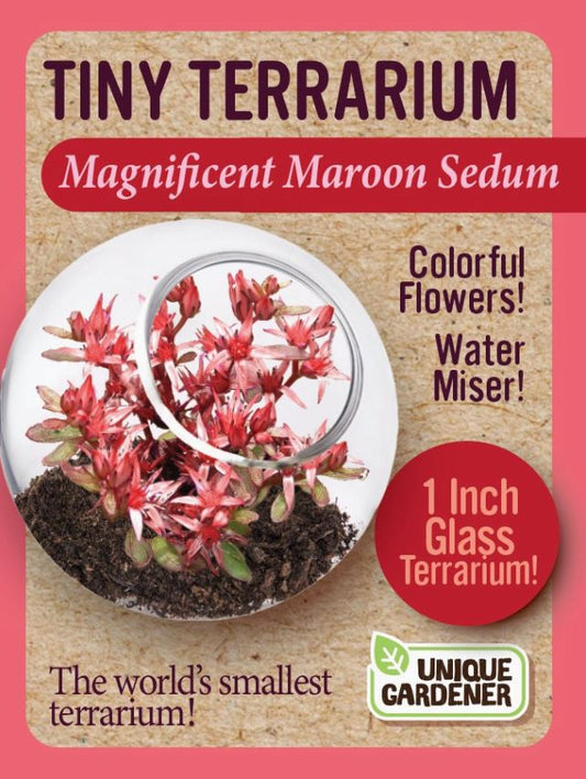 Sedum Tiny Terrarium