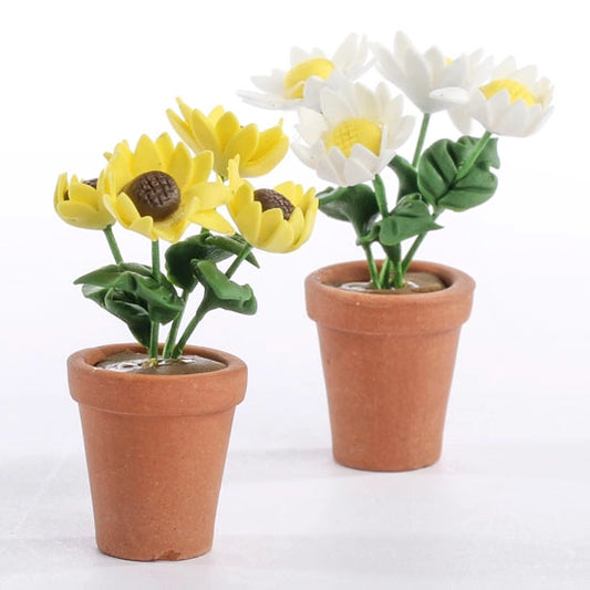 Miniature Potted Daisy