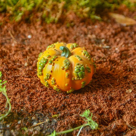 Miniature Overgrown Pumpkin