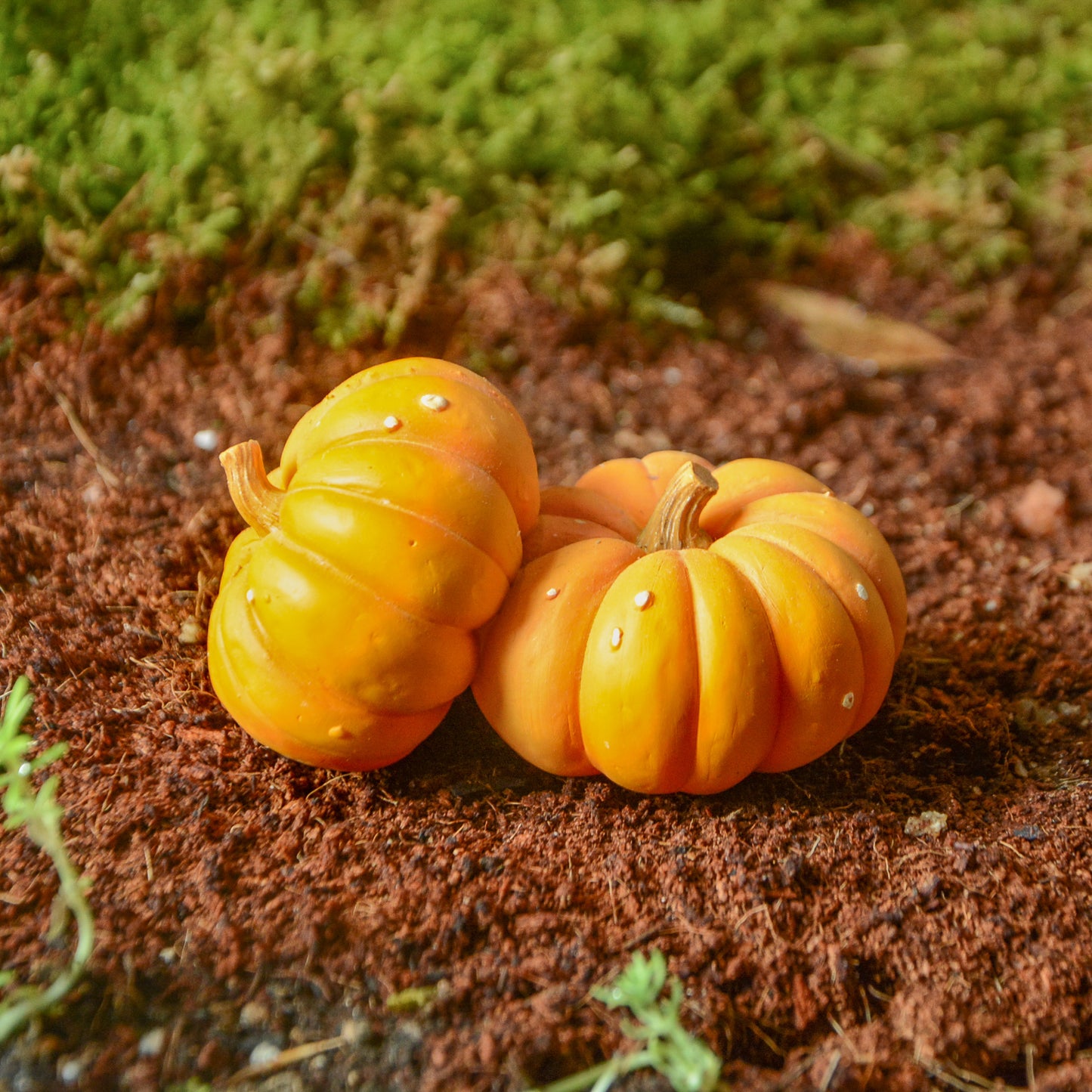 Miniature Pumpkins