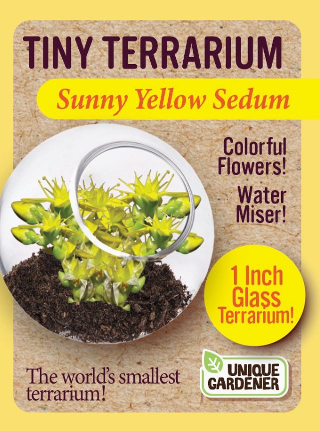 Sedum Tiny Terrarium