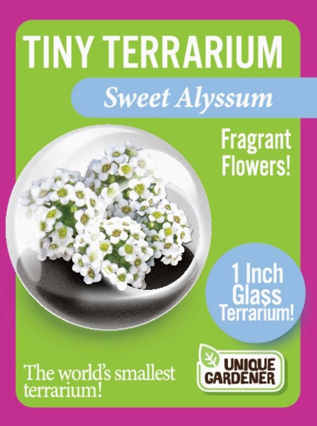 Sweet Alyssum Tiny Terrarium