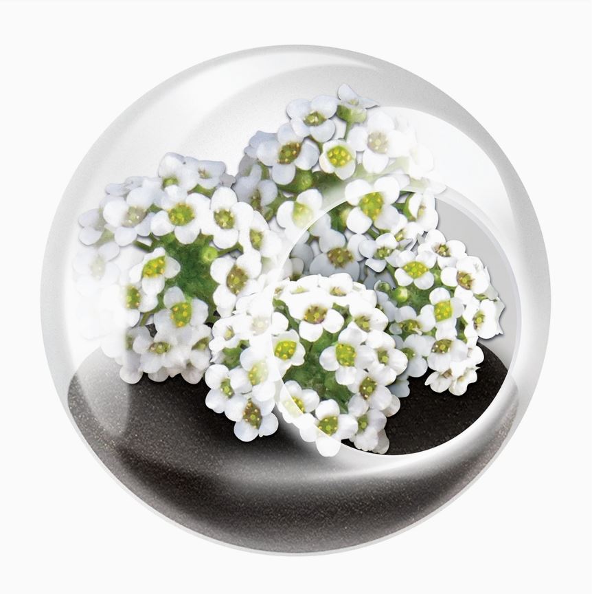 Sweet Alyssum Tiny Terrarium