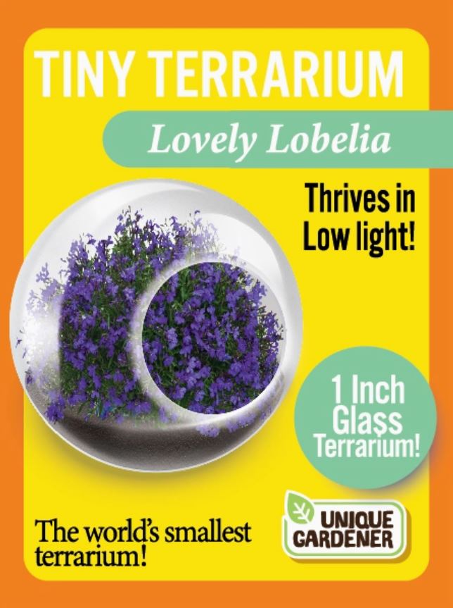 Lovely Lobelia Tiny Terrarium