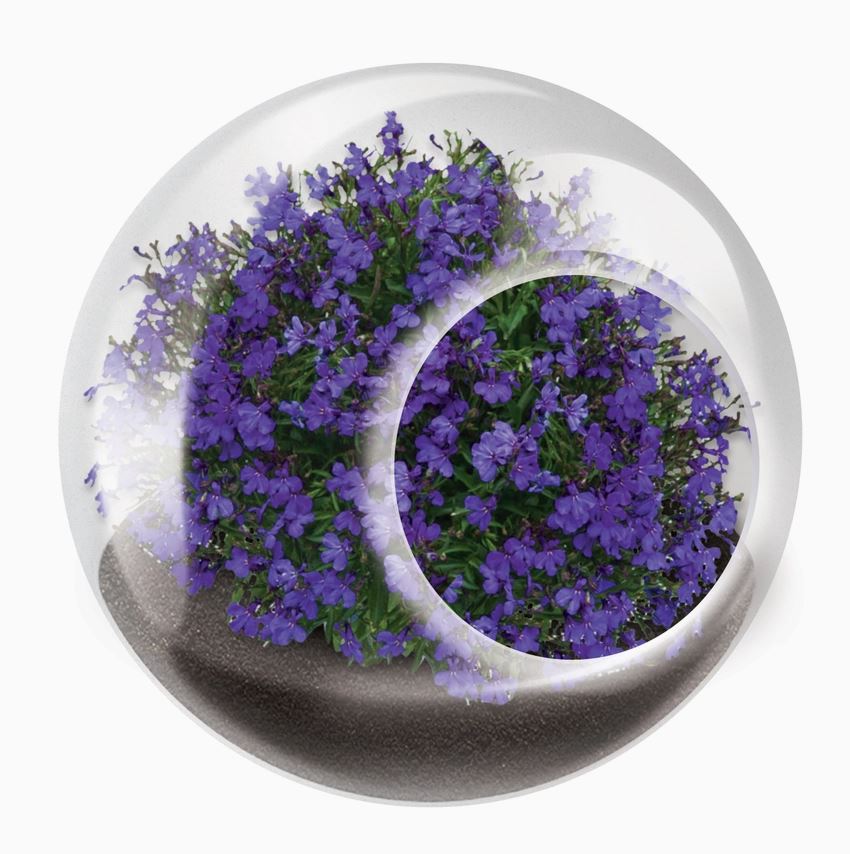 Lovely Lobelia Tiny Terrarium