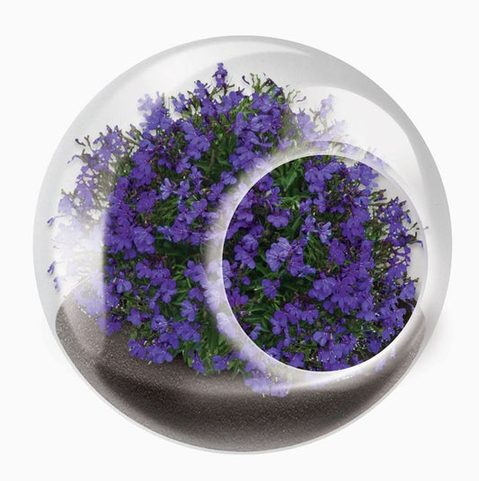 Lovely Lobelia Tiny Terrarium