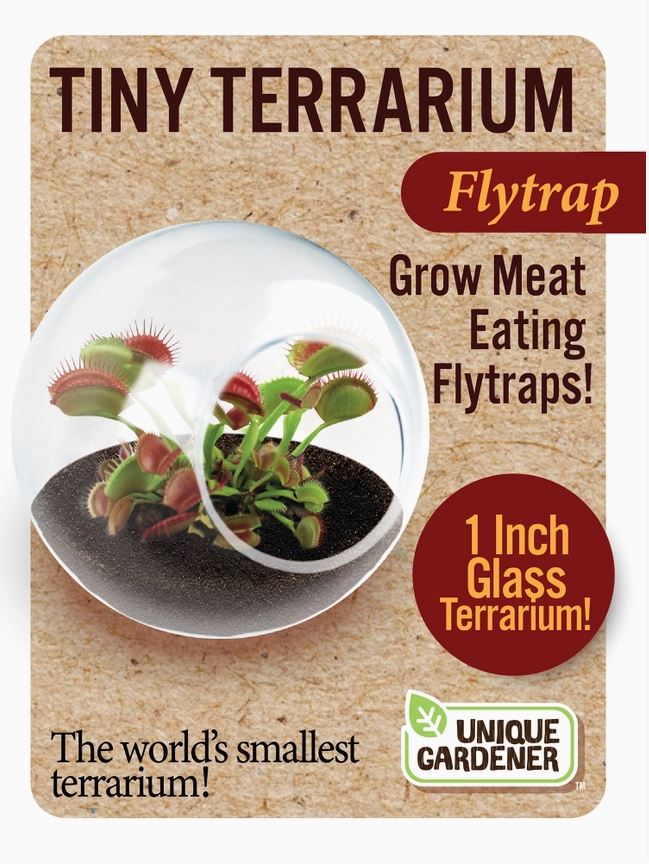 Carnivorous Tiny Terrarium