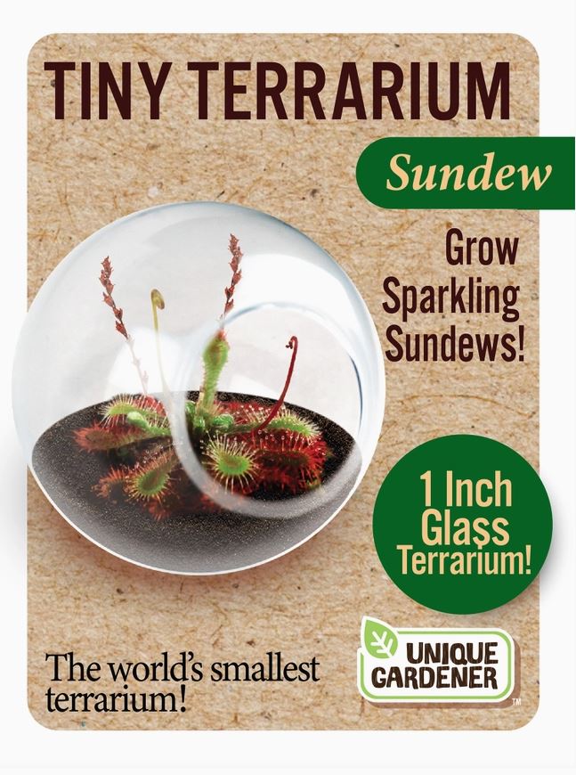 Carnivorous Tiny Terrarium