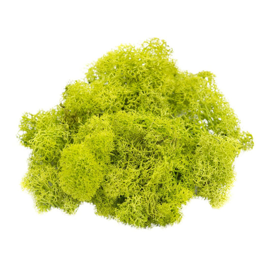 Chartreuse Reindeer Moss