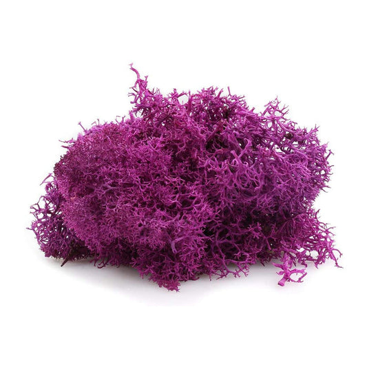 Fuchsia Reindeer Moss