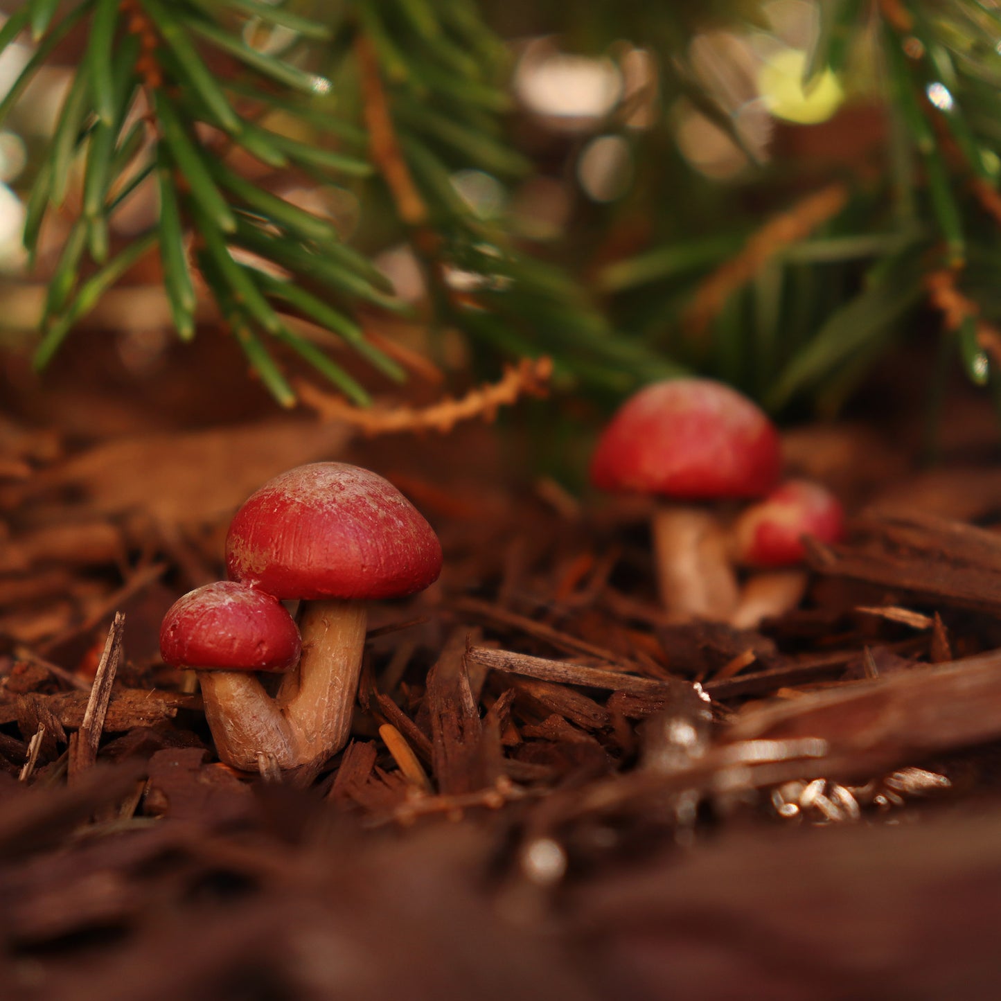 Mirco Wild Mushrooms (set of 2)