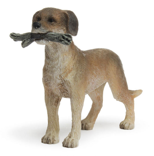 Dog Ready to Fetch