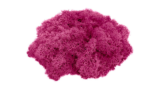 Pink Reindeer Moss