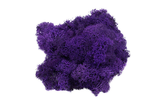 Purple Reindeer Moss